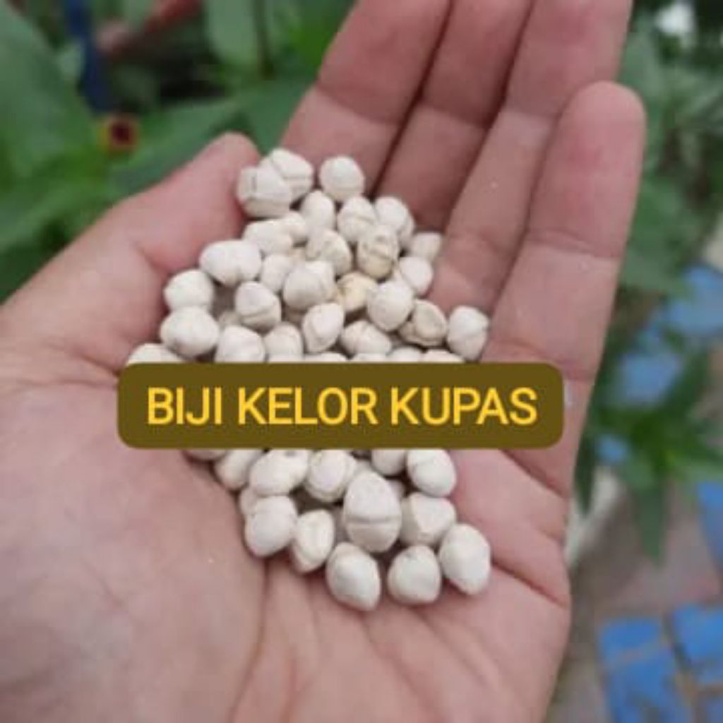 

BIJI KELOR KUPAS 1Kg