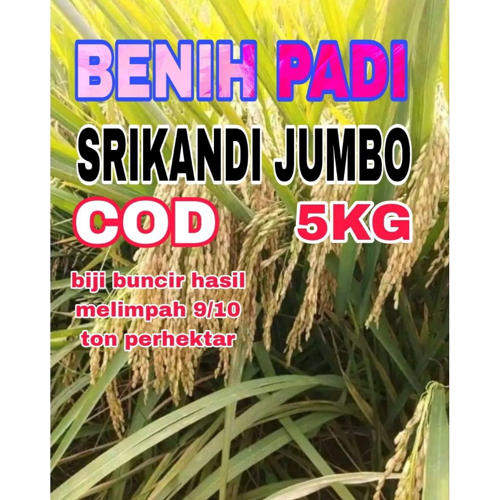 BENIH PADI 5KG SRIKANDI JUMBO BERSERTIFIKAT ORIGINAL