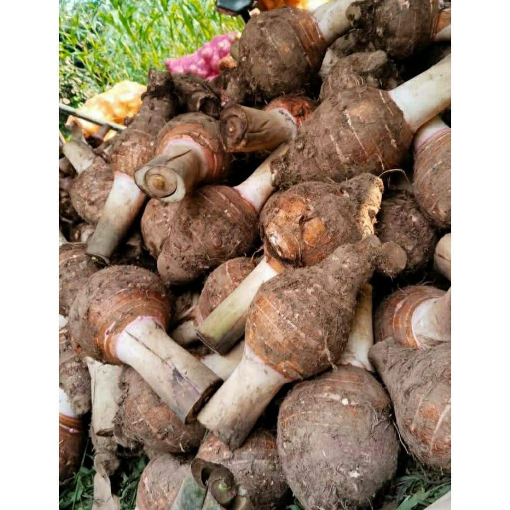 

Umbi Talas Bogor / bentol / talas pratama Pulen 1kg