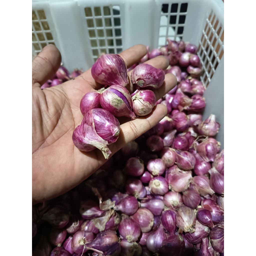 

BAWANG MERAH A1 BAWANG MERAH KUALITAS SUPER CROSS KEMASAN 1KG