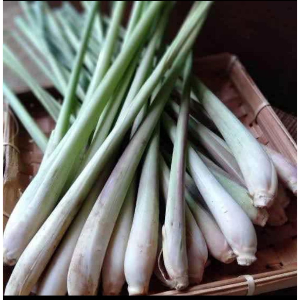 

Sereh/serai jumbo segar dan fres 1kg