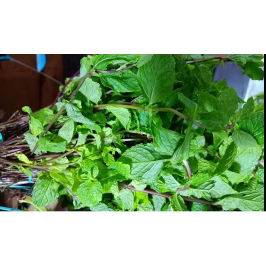 

daun mint segar