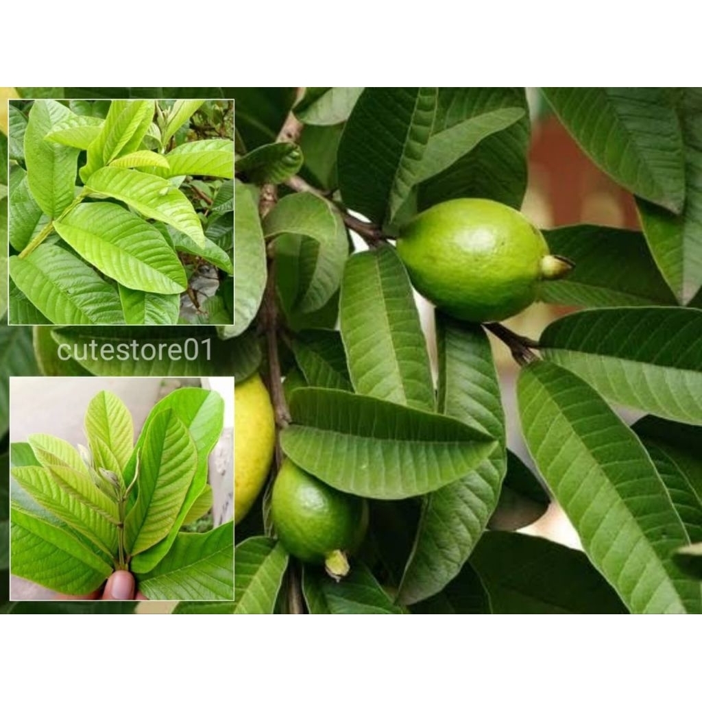 

Pucuk Daun Jambu Biji 250gram