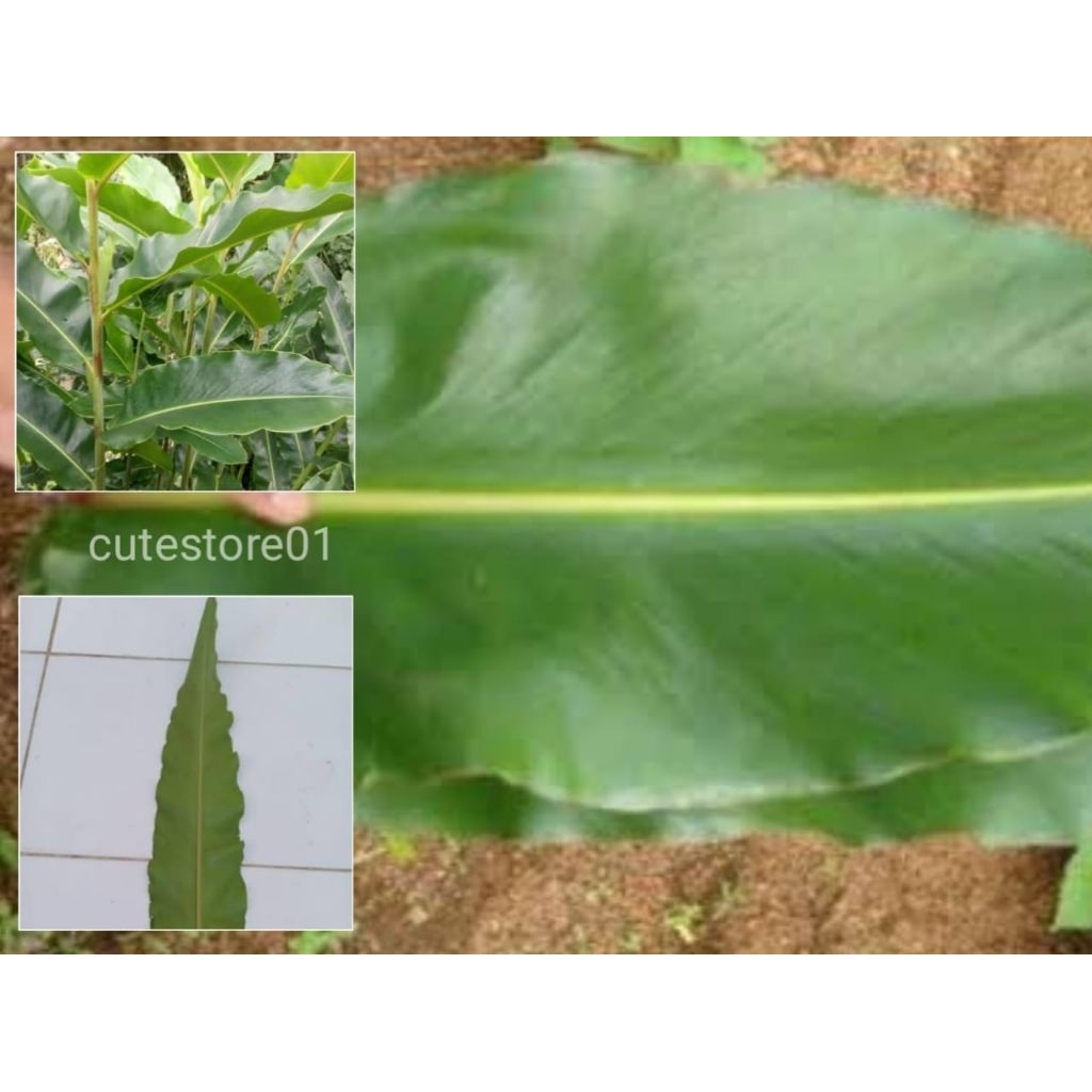 

Daun Honje Kecombrang Hijau 30 Lembar