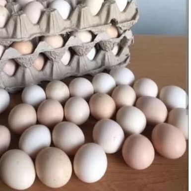 

PROMO Telur Ayam kampung fertil organik Fresh