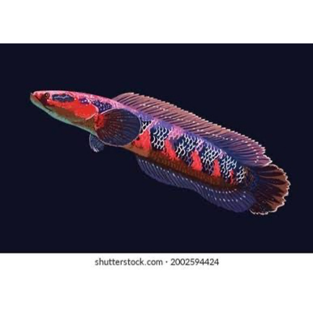 

kardus Red Barito 10/11cm