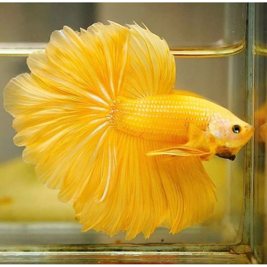 cupang halfmoon yellow ekor lebar, warna cerah berkualitas, istimewa