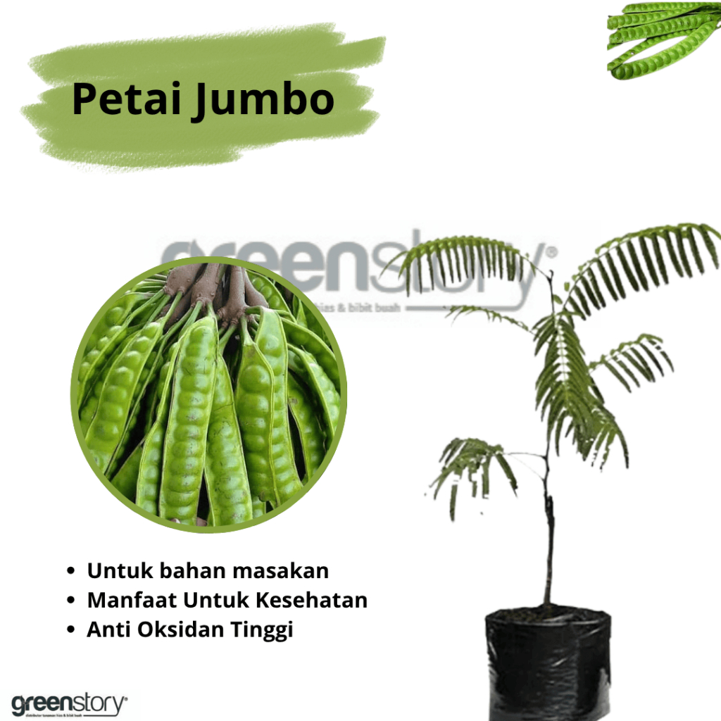 Bibit Petai Jumbo unggulan