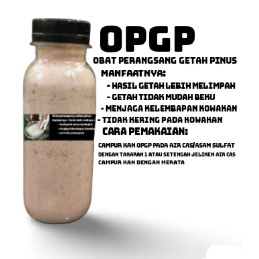 perangsang getah pinus