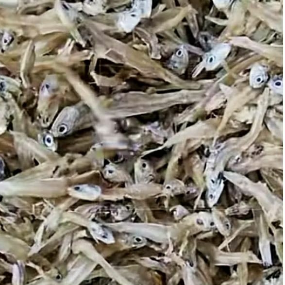 

Ikan Teri Sibolga Tawar 500gr-1000gr