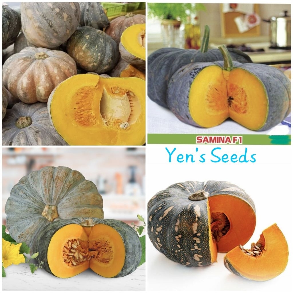 Benih Labu Waluh Besar Samina ( 25 Butir )