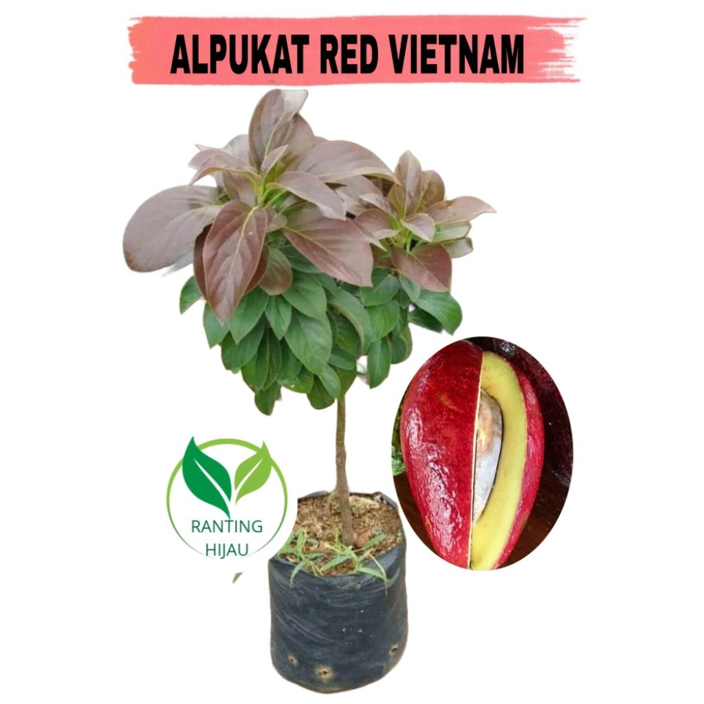 BIBIT BUAH ALPUKAT RED VIETNAM