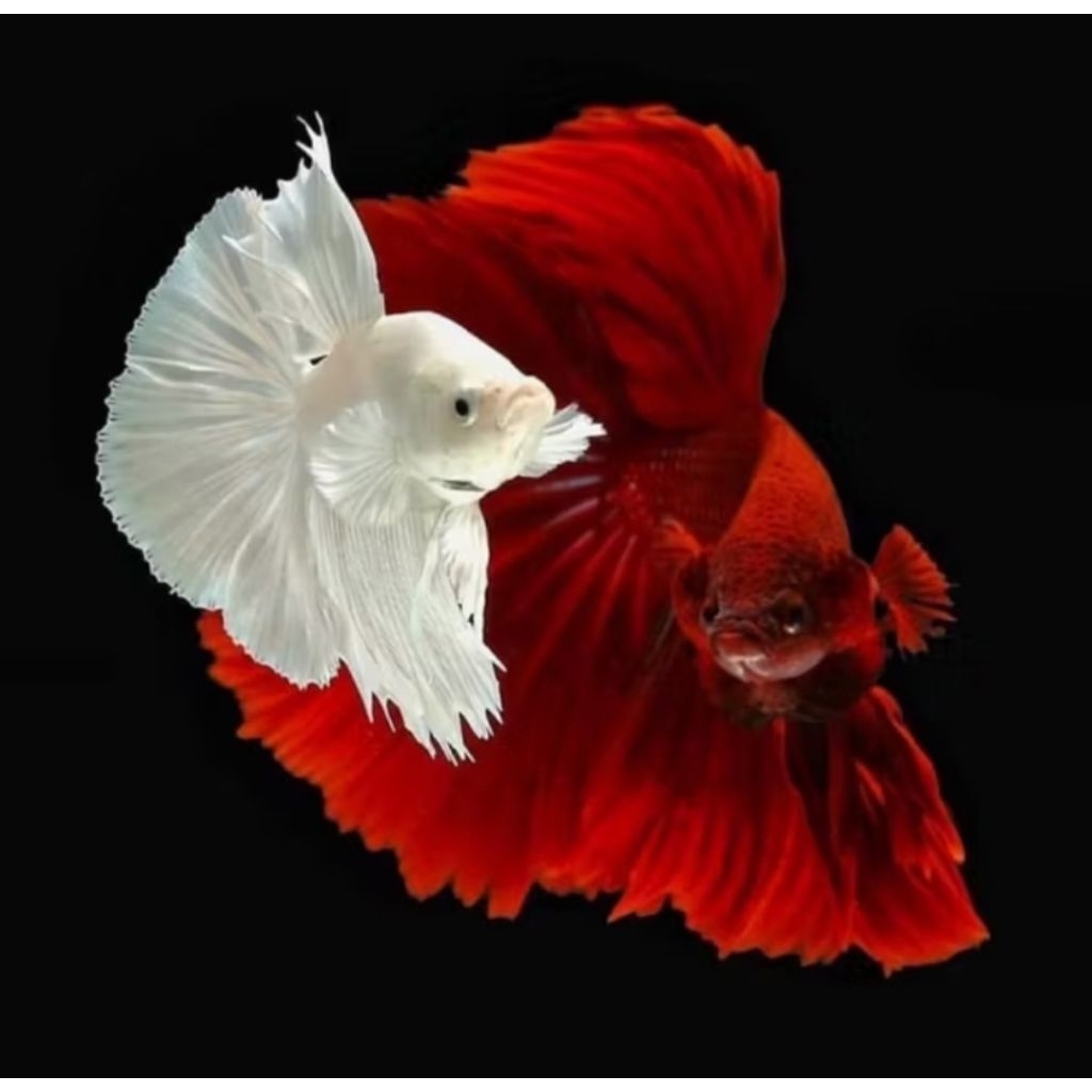 Cupang paket kemerderkaan halfmoon Merah Putih isi 2 Male