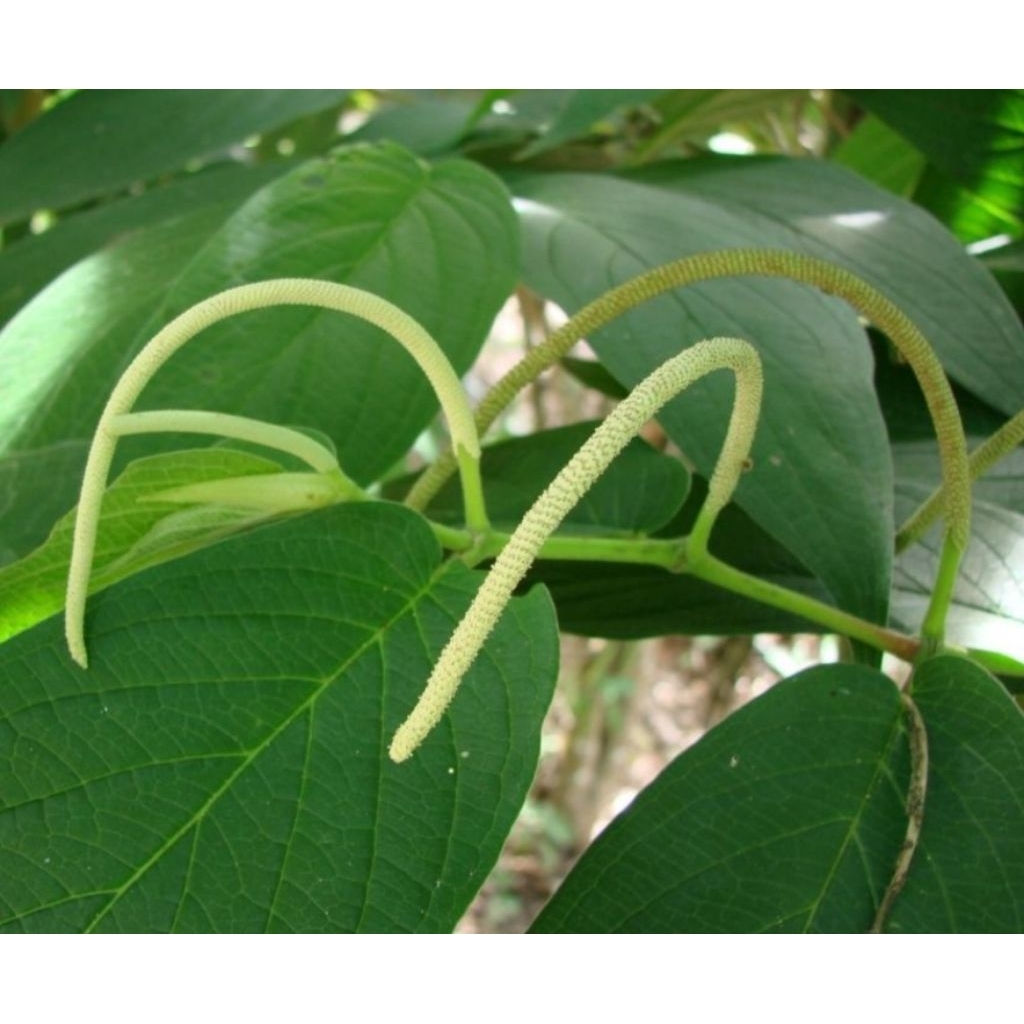 

Buah sirih hutan segar 100 gram alami