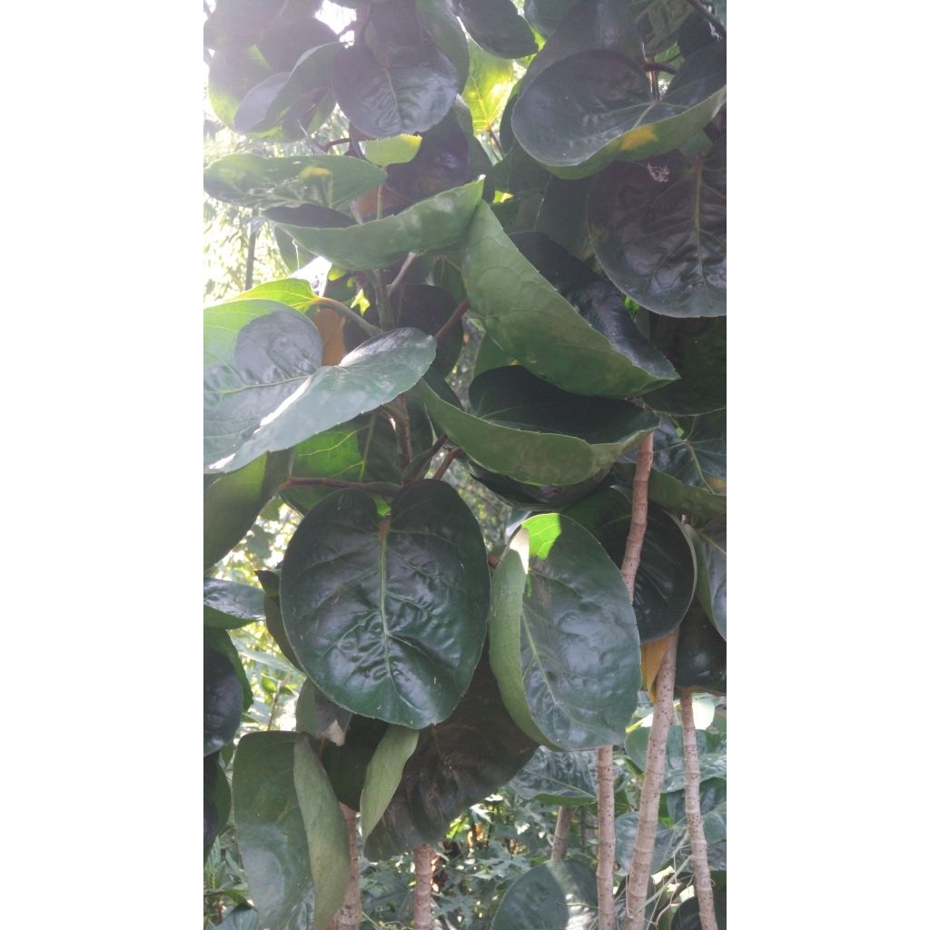 

Daun mangkok segar petik langsung 20 lembar