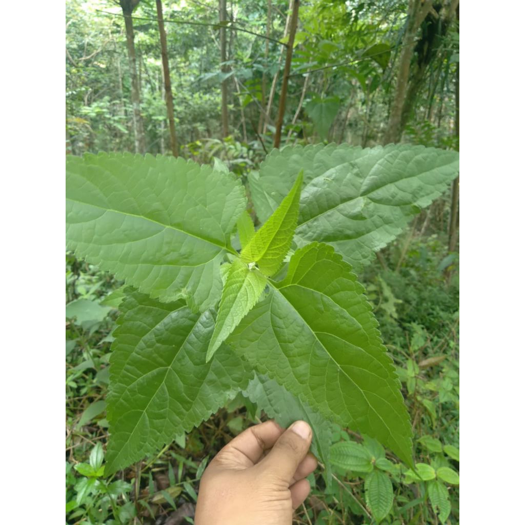 

daun kaposanda/kirinyuh segar 500 gram