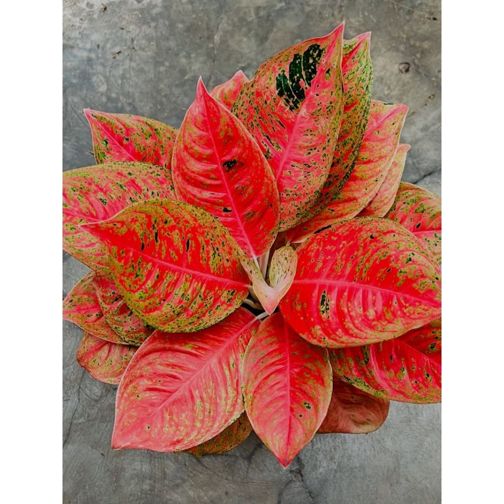Tanaman Hias Aglonema Sexy Pink - aglonema hybrid cantik