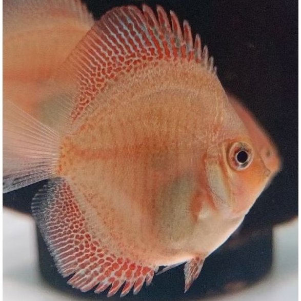 Discus Panthera high Body / Discus aquascape panthera Hb