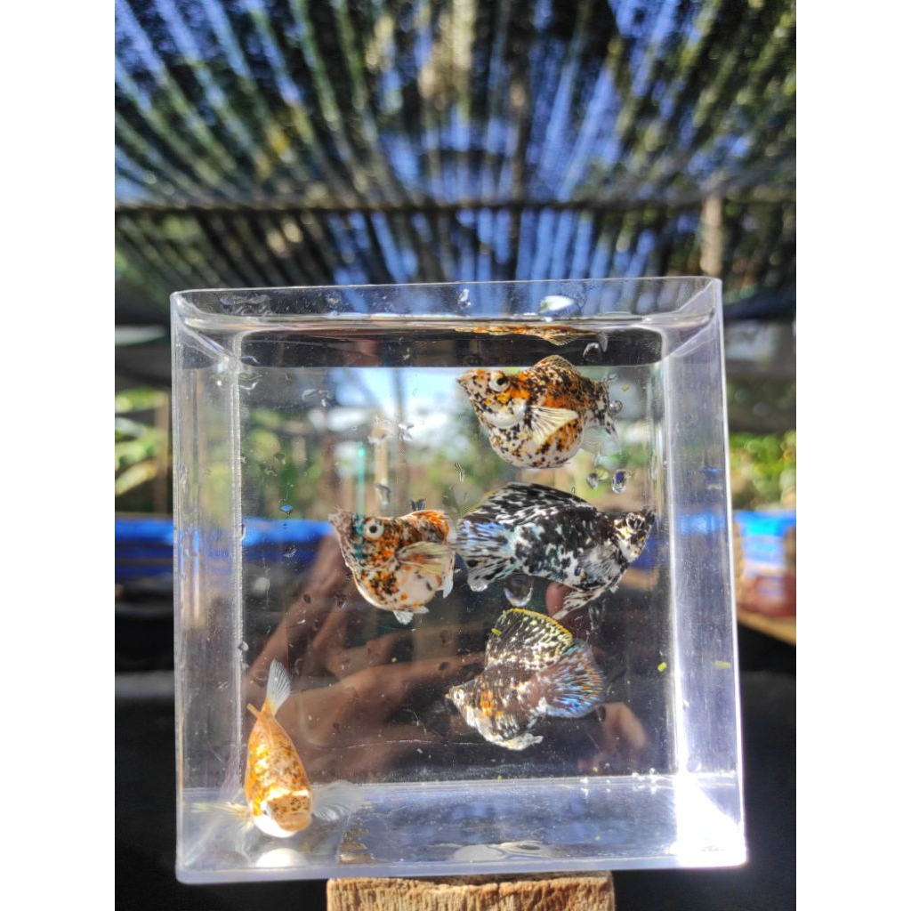 molly balon calico  bisa cod ❗ hiasan aquarium