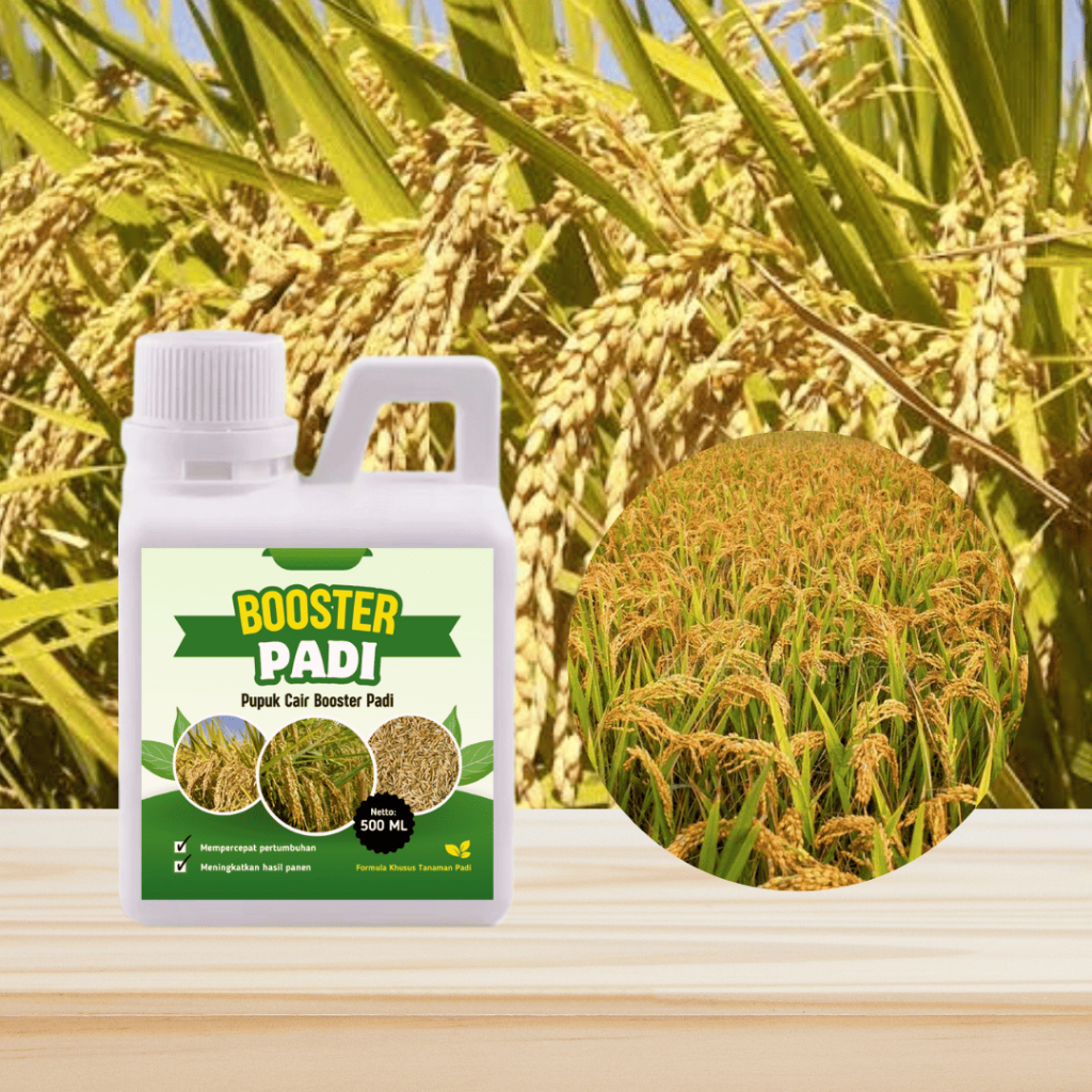 Booster Padi 500 ML Pupuk Organik Cair Khusus Tanaman Padi