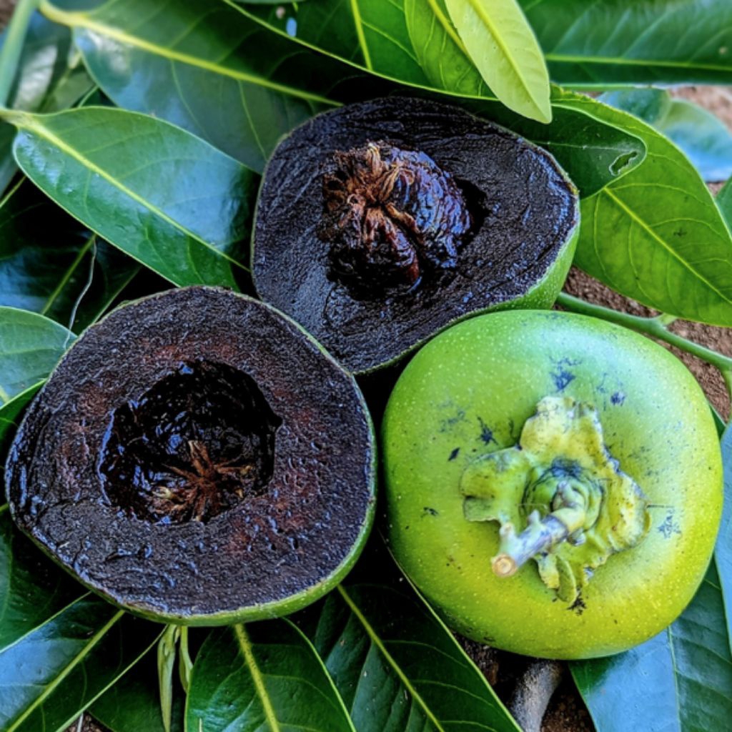 indukan black sapote hasil cangkok batang besar