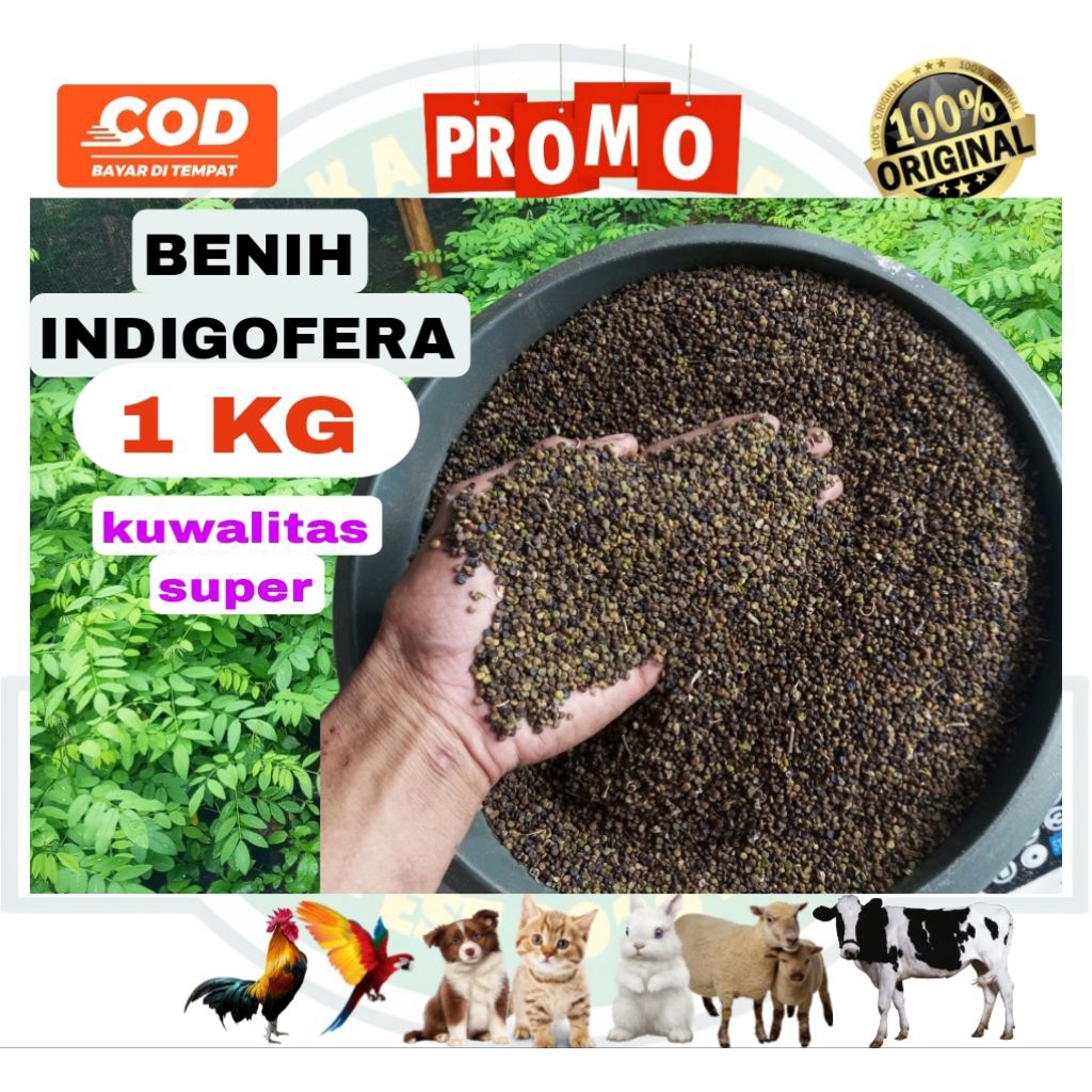 

BIJI INDIGOFERA 1 KG PAKAN TERNAK UNGGUL BIJI POHON INDIGOFERA 1 KG