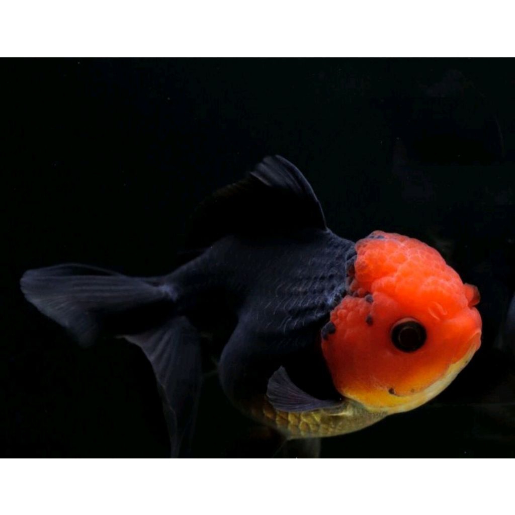 koki oranda Tancho grade A