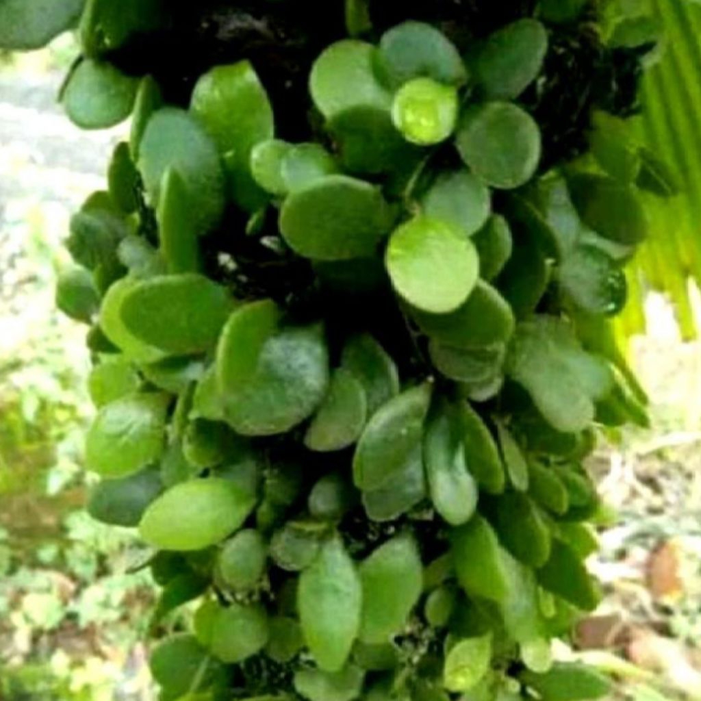 

Promo daun picisan sisik naga segar per 1kg