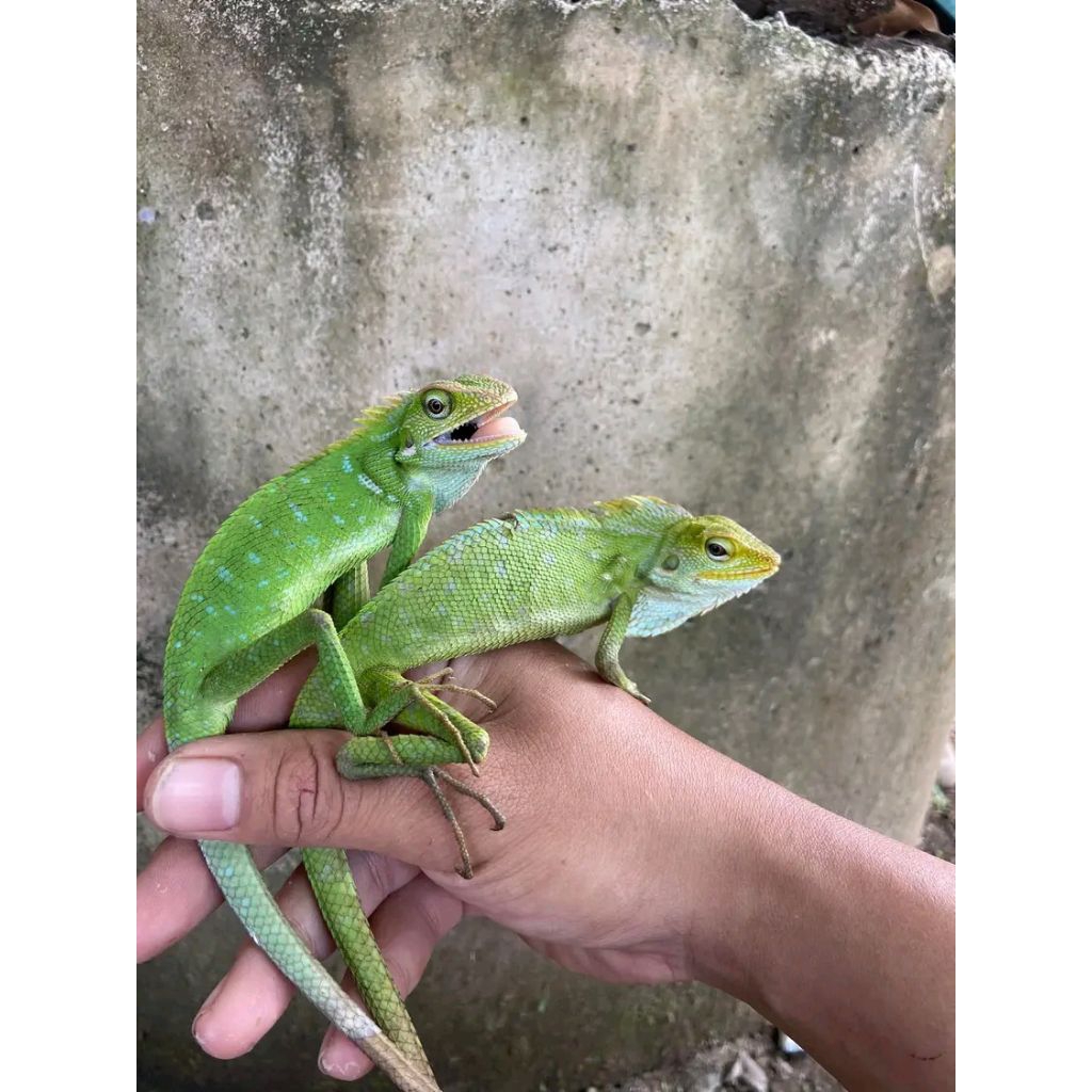 bunglon Surai Beby sampai dewasa ready