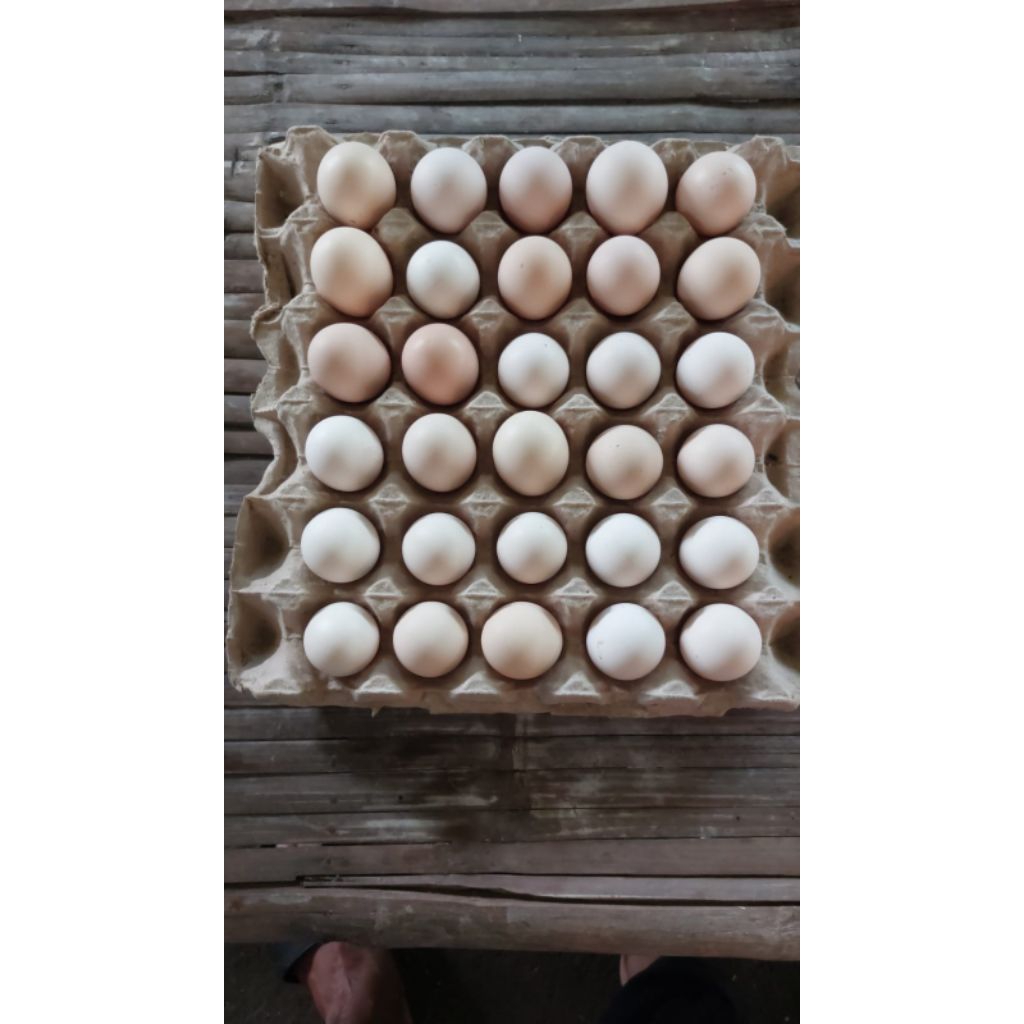 

telur ayam elba / telur vertil elba / telur tetas elba