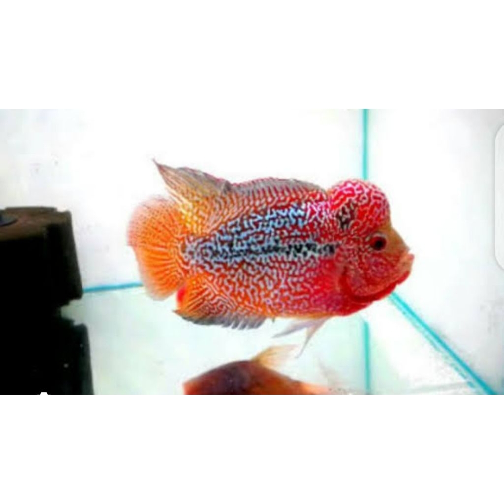 hiasan lohan srd 7-8cm