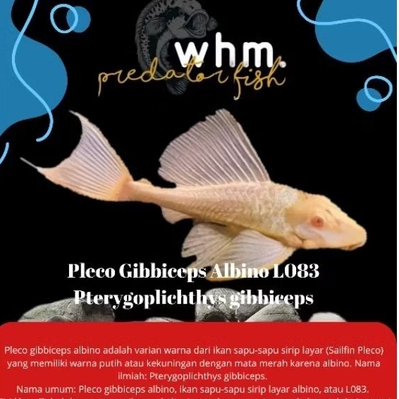 Pleco Gibiceps Albino Red Eye L083 10-15 cm (mainan ikan)