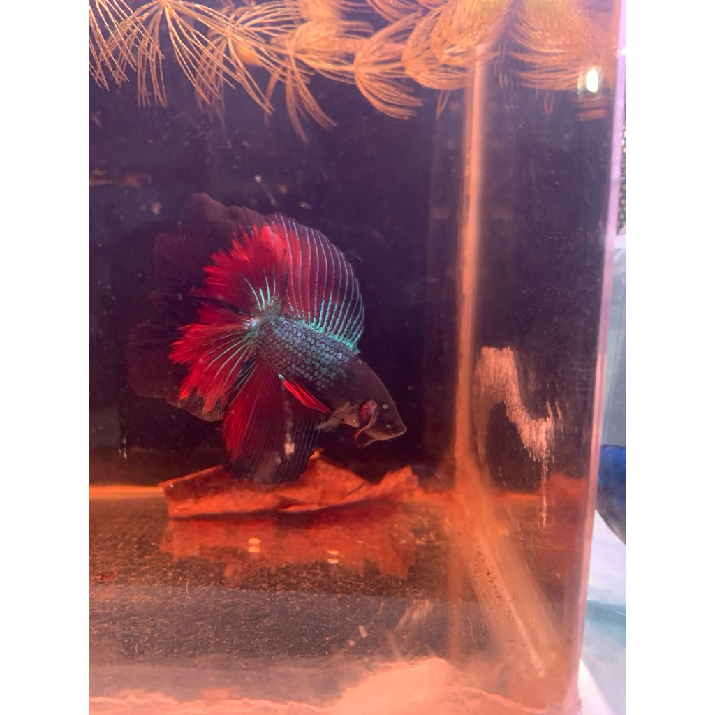 

Plastik Packing Isi 1 & 3 & 5 ekor