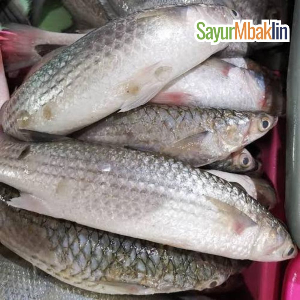 

Ikan Belanak Segar 400-500g Sayurmbakiin