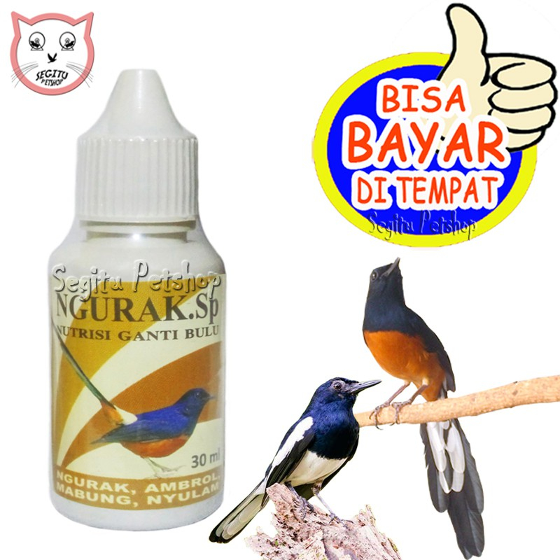 Obat Burung Ganti Bulu Mabung Ngurak Sp