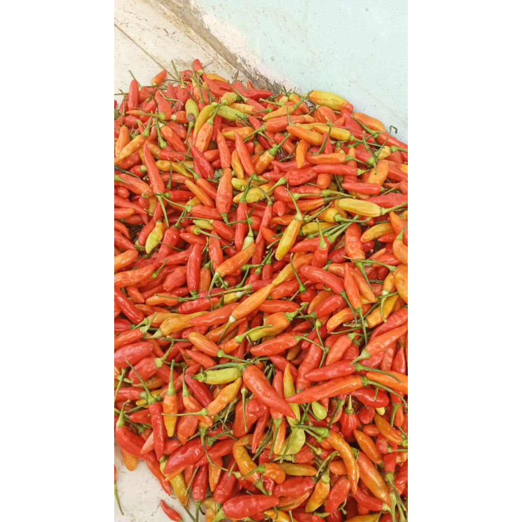 

rawit merah segar (ORI)