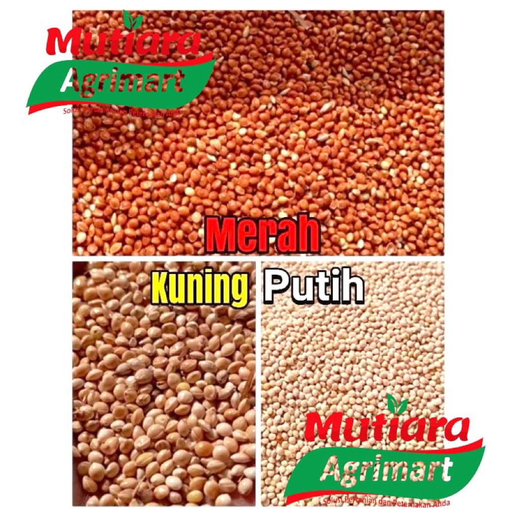 

BIJI MILLET MERAH, PUTIH DAN KUNING KEMASAN 1kg