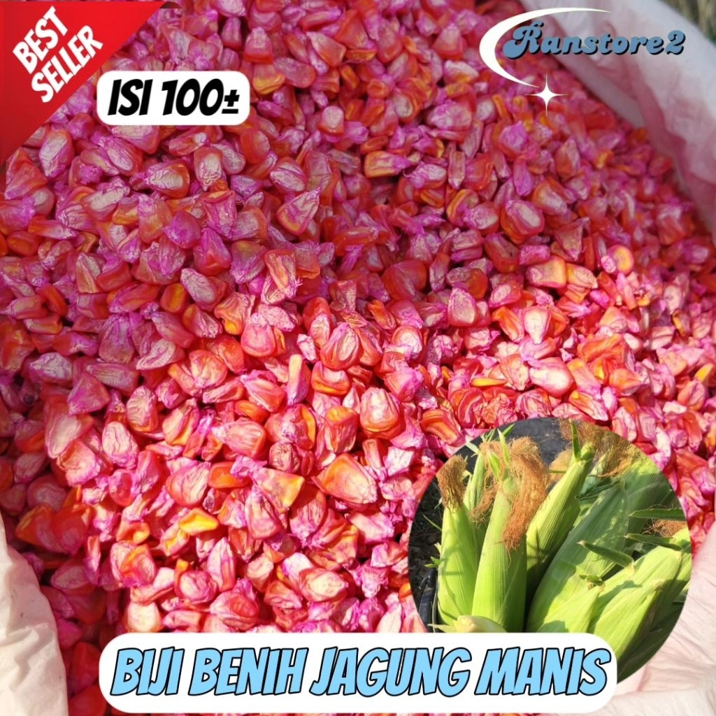 

(100±) biji benih jagung manis siap tanam