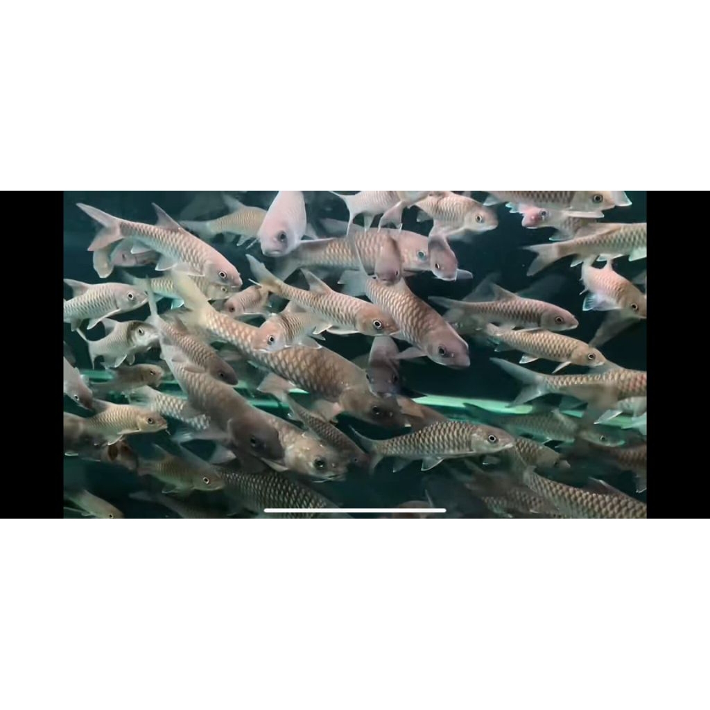 

Kardus Packing Mahserr/Dewa/Kancra