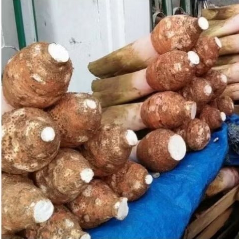 

umbi talas bogor,/1 kg