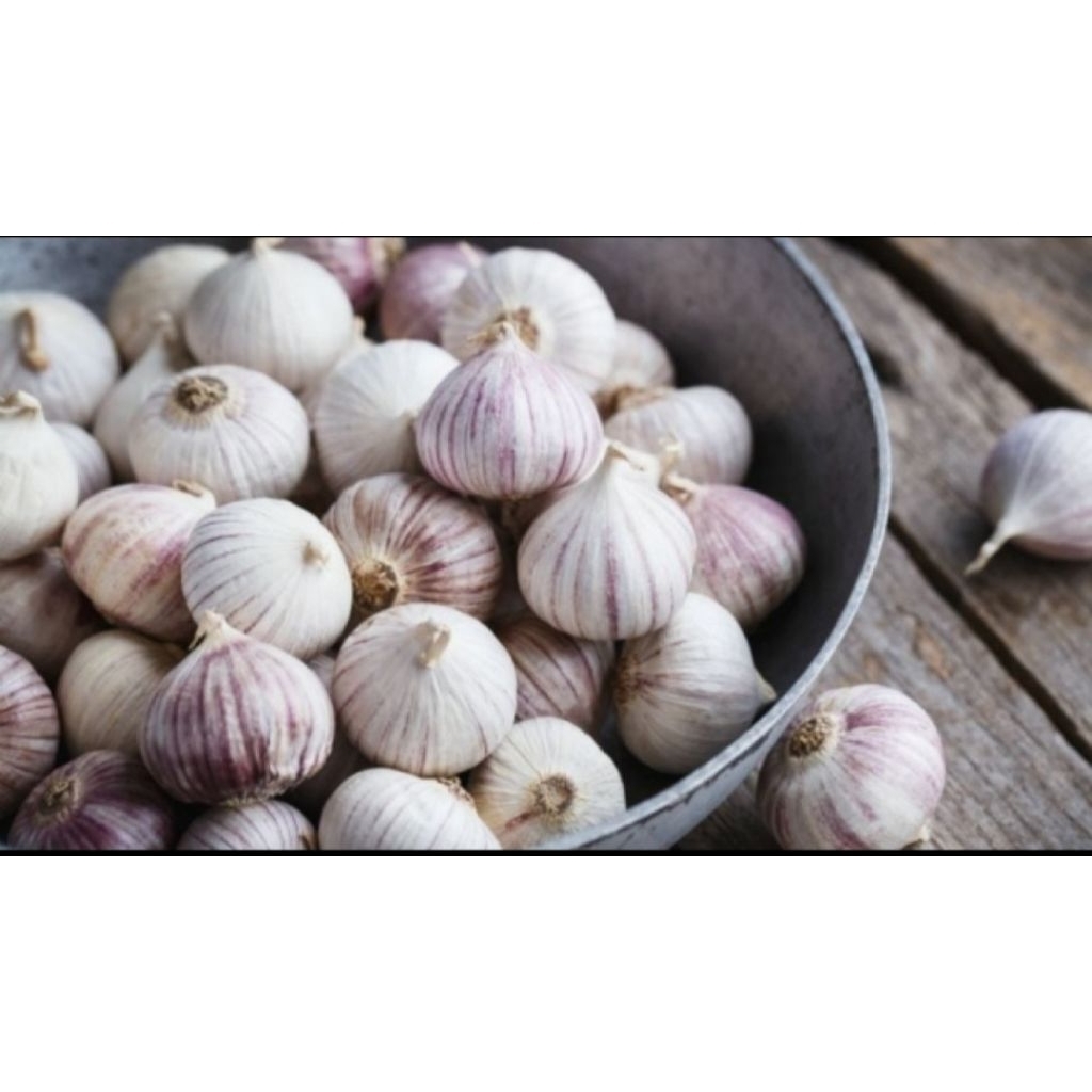 

Bawang Lanang / Bawang putih tunggal