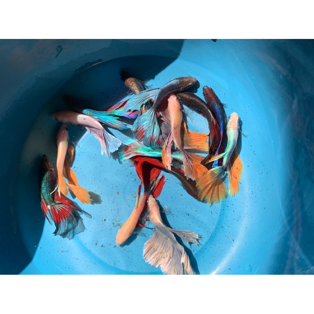 

Kardus Partaian Cupang Cendolan