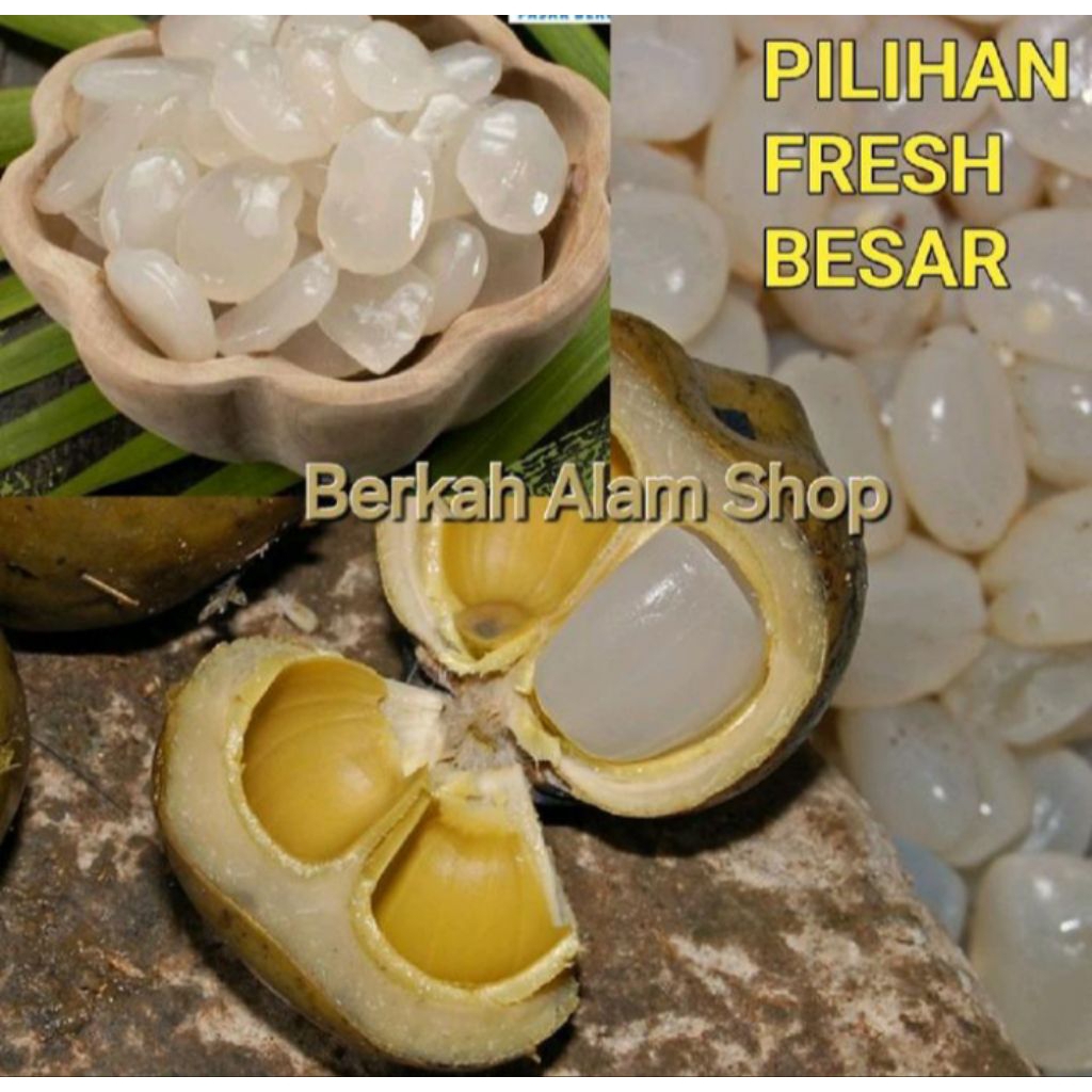 

Kolang Kaling Super Segar 1Kg Pilihan / Kolang Kaling Gemoy Dan Kenyal Murah Premium alamai Food
