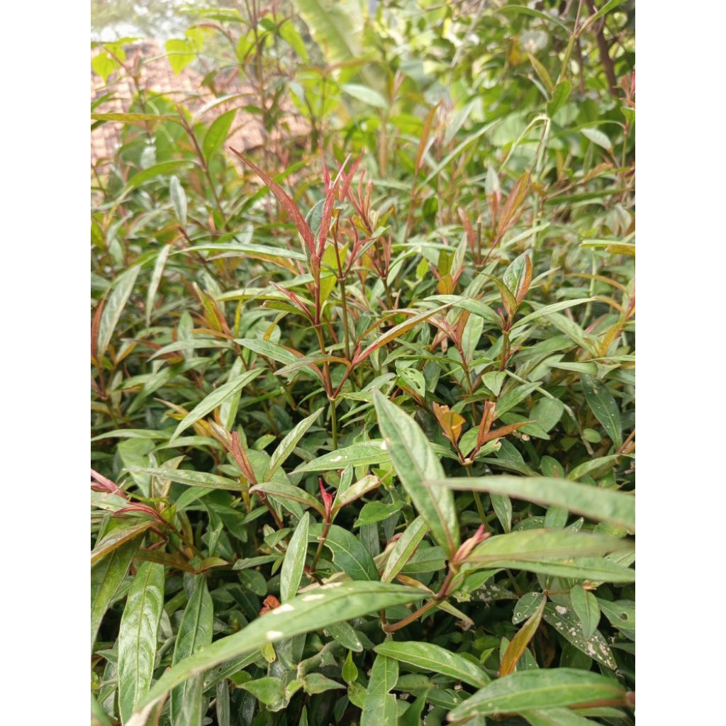 

Daun Parasman Segar _500gram