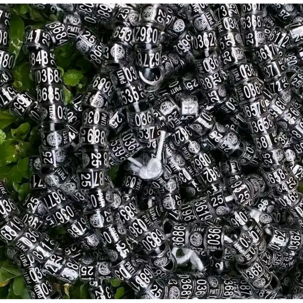 RING PMTI 2025 ORIGINAL TERBARU