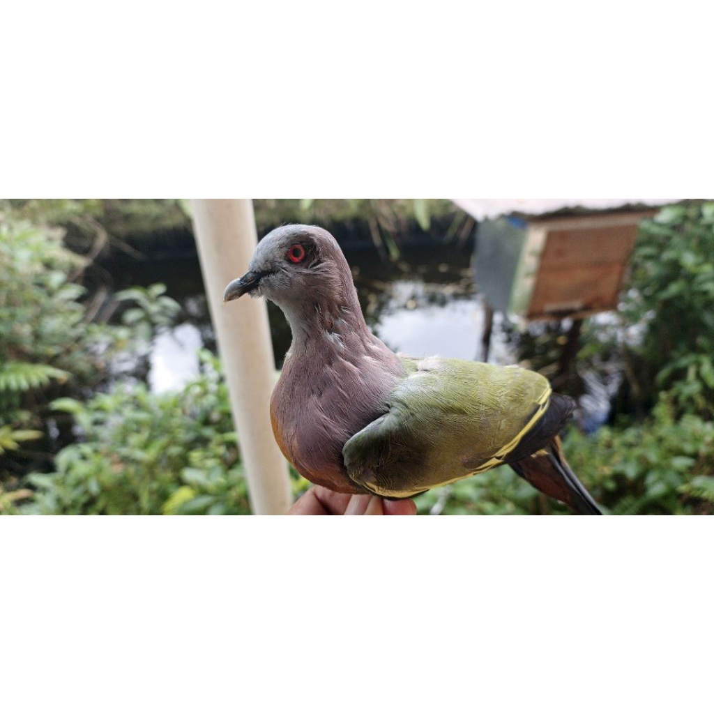 jontrot burung punai jantan