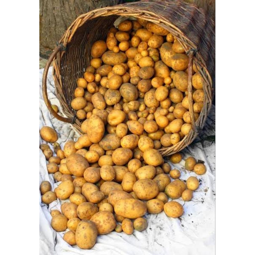 

Kentang terlaris mini / rendang