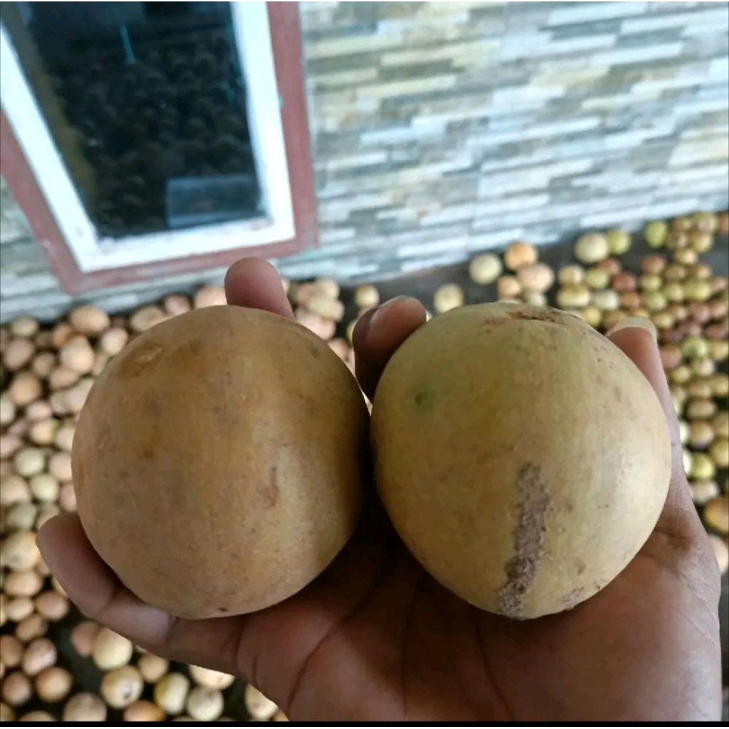 

buah sawo super jumbo 1kg isi 7-10 buah asli Pangandaran