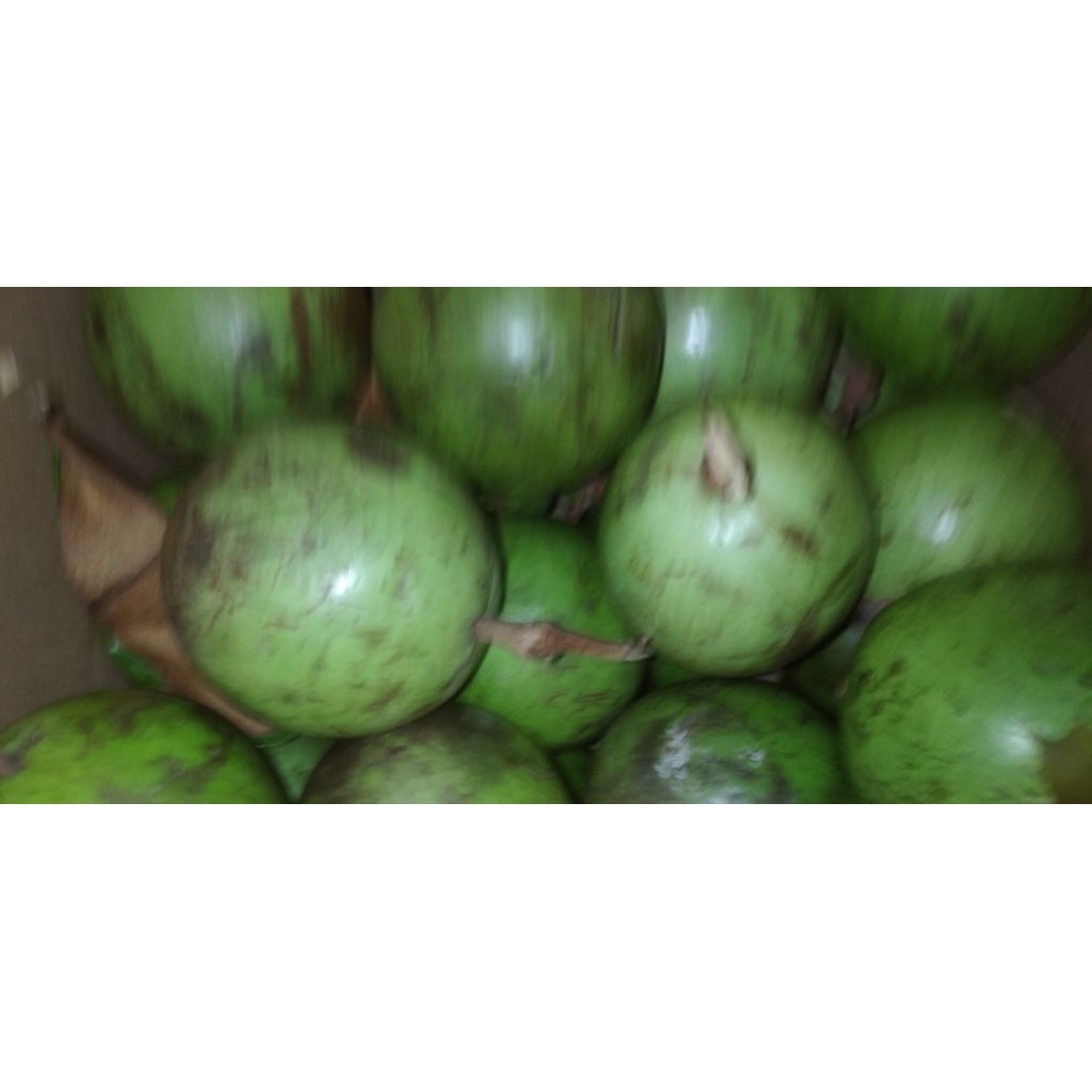 

Buah Genitu / Kenitu / Sabosusu / Sawo Hijau