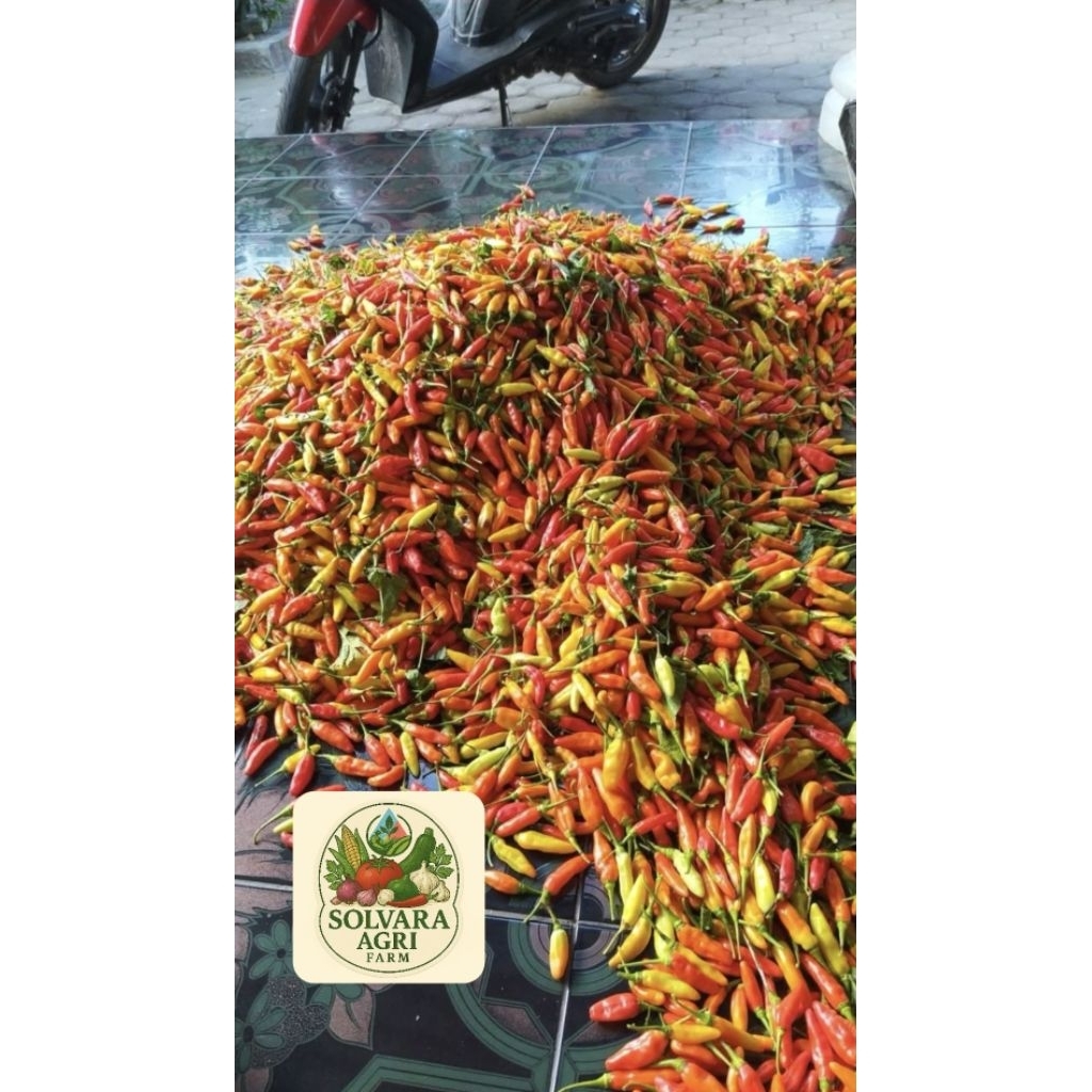 

Cabe Rawit Ori Super Fresh dan Segar 500 Gram Pengiriman Cepatt